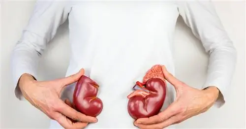 Спиронол - состав, действие и дозировка мочегонного средства