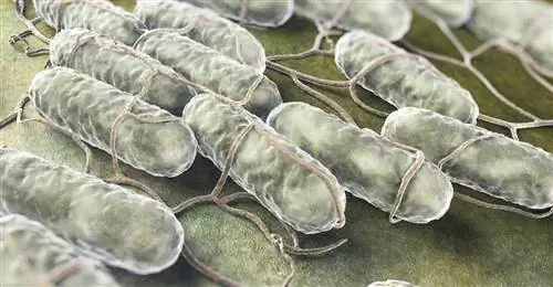 сальмонелла