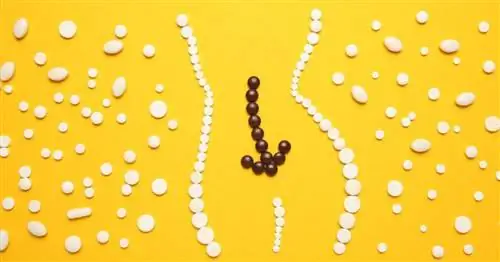 Средства от расстройства желудка - чаи, компрессы, голодание, точечный массаж, препараты