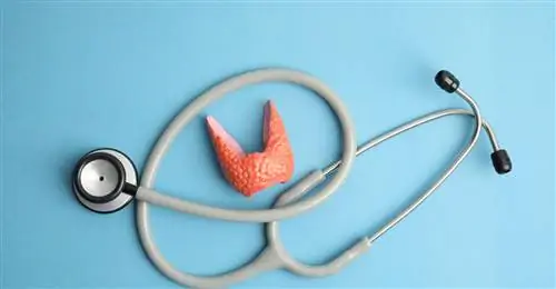 От чего страдает щитовидная железа?