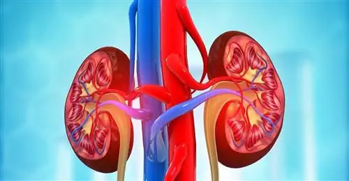 Рак почки - причины, симптомы, лечение