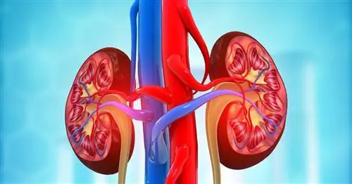 Рак почки - причины, симптомы, лечение