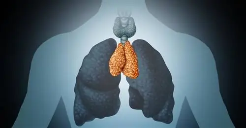 Вилочковая железа - первый орган, выросший внутри тела