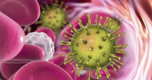 Цитомегаловирус - заболевание, вызываемое цитомегаловирусом (ЦМВ)