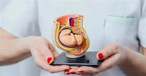 Псевдобеременность