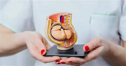 Псевдобеременность - распространенность, симптомы