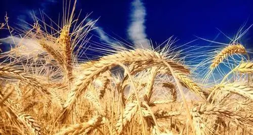 Глютен входит в состав круп