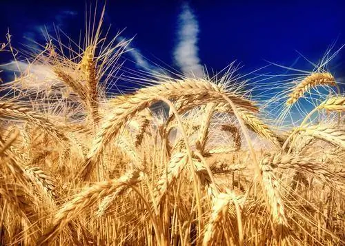Глютен входит в состав круп