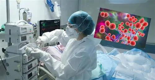 ImageSupergzyb атакует пациентов с COVID-19. Это Candida auris ImageSupergzyb атакует пациентов с COVID-19. Это Candida auris