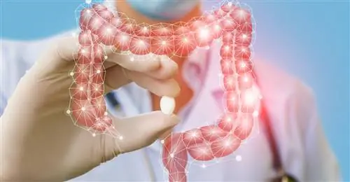 Толстая кишка