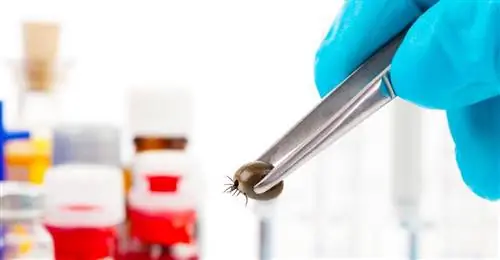 Кто подвержен риску заражения клещевым энцефалитом?