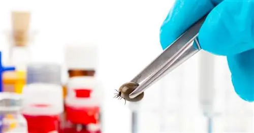 Нужно ли бояться клещей? Узнайте, кто им больше всего угрожает