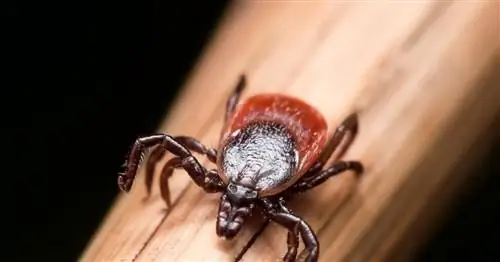 Все больше поляков болеют клещевым энцефалитом. Что это за болезнь?