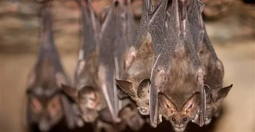 Ученые обнаружили, что путь распространения вируса MERS-CoV - летучие мыши - верблюды - люди