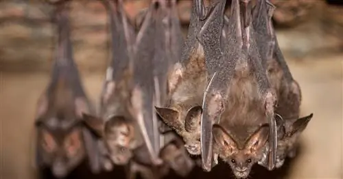 Ученые: только несколько мутаций отделяют высоколетальный MERS-CoV от пандемии