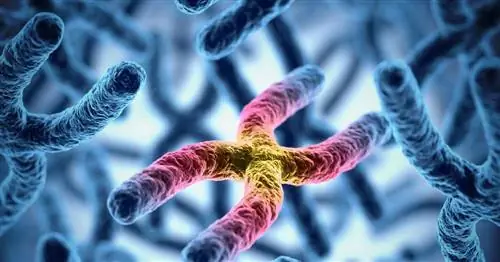 Дополнительная Х-хромосома у мальчиков и девочек. Что может быть причиной?