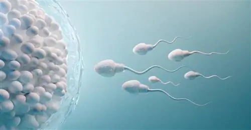 Вы не можете обмануть свои биологические часы