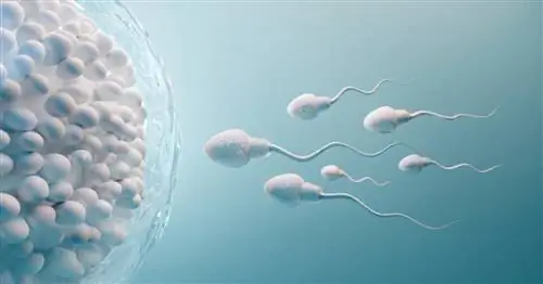 Биологические часы не обманешь