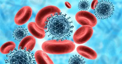 Туляремия - опасное зоонозное заболевание. Симптомы, диагностика и лечение