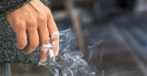 ВОЗ исследует связь между курением сигарет и течением COVID-19