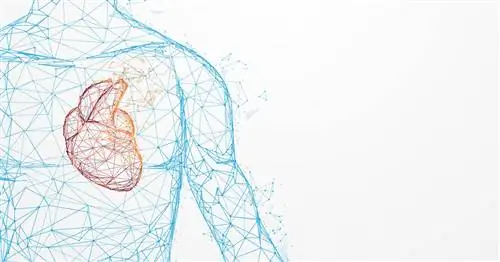 Нарушения сердечного ритма - виды, причины