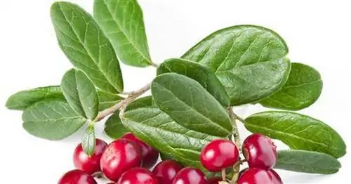 Борьба с простудой естественным путем