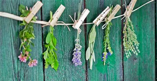 Красиво и полезно - растения двойного назначения