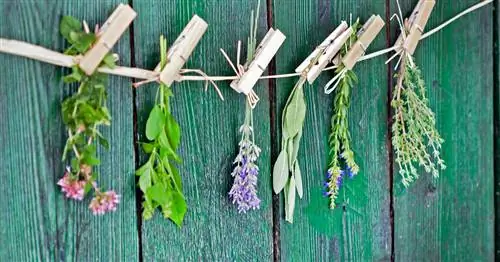 Красиво и полезно - растения двойного назначения