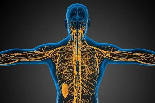 Лимфатическая и сосудистая система