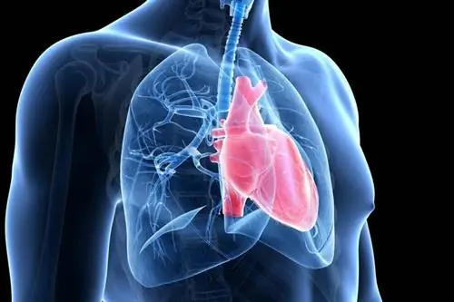 Сердце и легкие