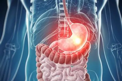 пищеварительная система