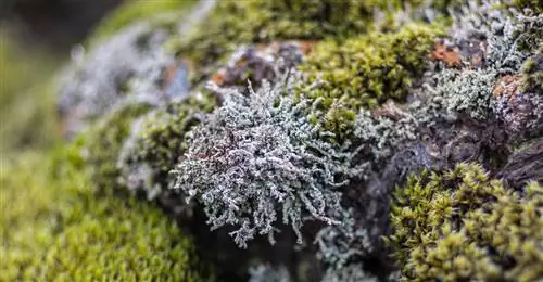 базовый падма