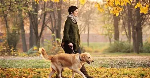 Одна более длительная прогулка полезнее для здоровья, чем две более короткие.