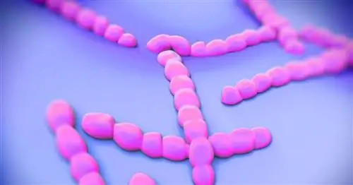 Медики: пневмококк угрожает и взрослым, особенно пожилым