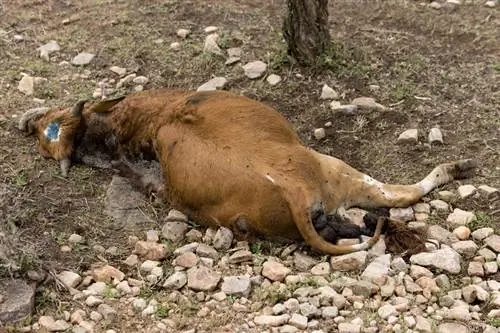 чума крупного рогатого скота