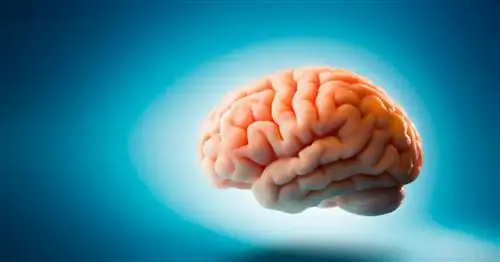 Мозги заморожены на потом