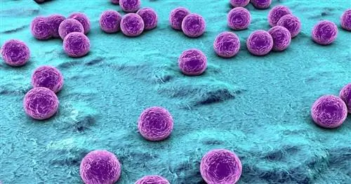 Chlamydia pneumoniae - описание, диагностика, лечение