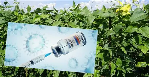 Растительная вакцина против COVID-19 Растительная вакцина против COVID-19