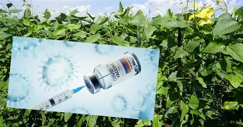 Революция в вакцинах против COVID-19? Дешевый, простой в производстве и не требует низких температур
