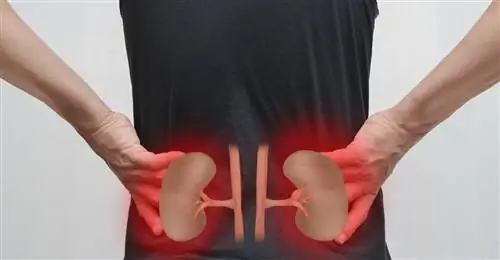 почки почки