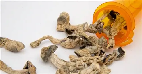 Галлюциногенные грибы - характеристика, действие, употребление, риски