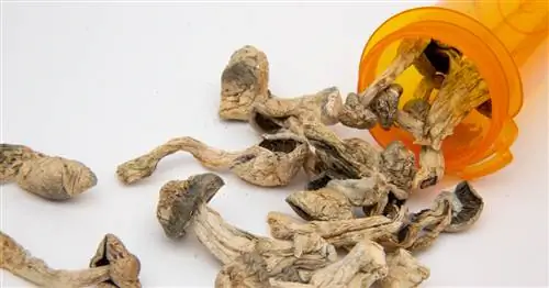 Галлюциногенные грибы - эффекты, побочные эффекты, привыкание