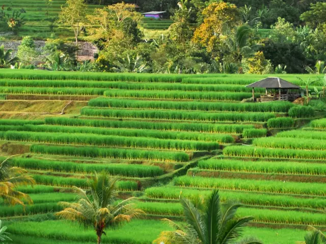 Сколько фунтов вы потеряете, если выпить два стакана воды перед каждым приемом пищи