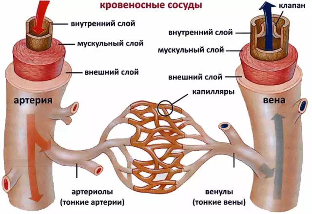 Они искусственно создают кровеносные сосуды с помощью 3D-принтеров и сахара! (VID)