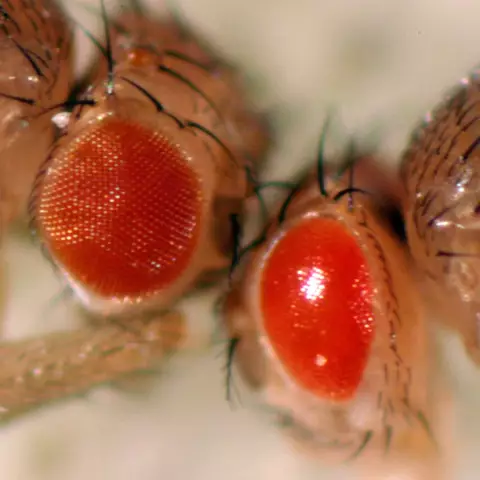 Медицинское мероприятие для новых методов лечения болезни Паркинсона