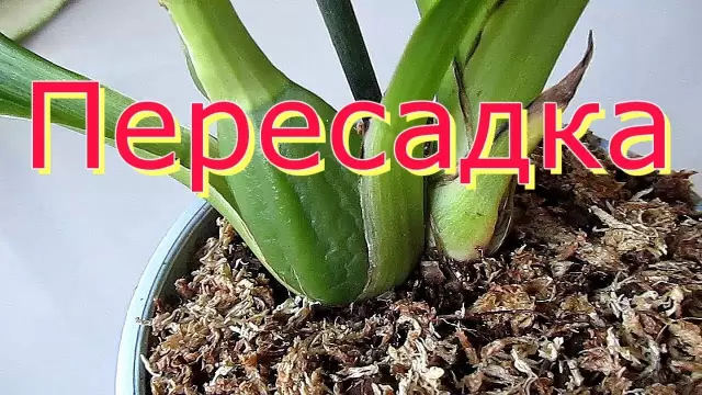 Hard Image - Первая пересадка головы живой мартышке