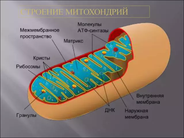 Как митохондрии могут контролировать болезнь Паркинсона