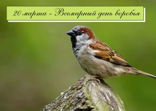 Психиатрическое общество "Нестор": День повышения осведомленности для слабоумия