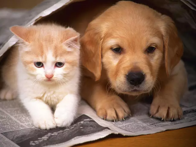 Собака или кошка? Каковы ваши предпочтения вашего персонажа?