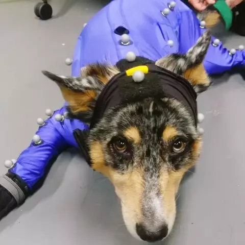 От чего умер Эйнштейн (видео)